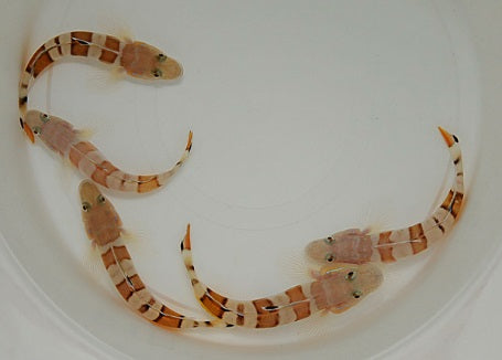 Valenciennea wardii - Tiger watchman goby