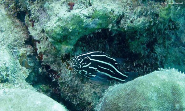 Grammistes sexlineatus - Kleine Zesstrepenzeepbaars