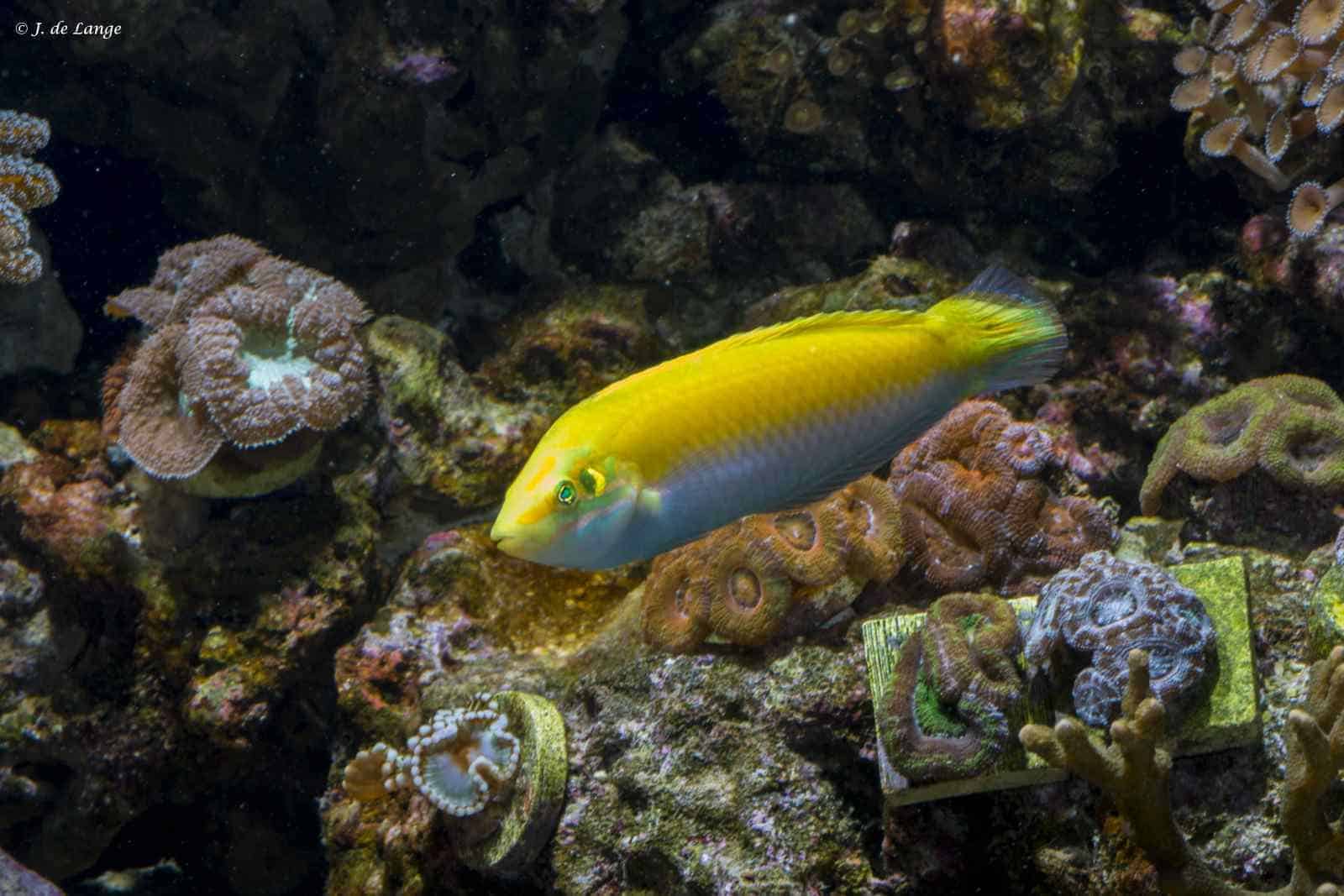 Halichoeres leucoxanthus - Indische Kanarie Lipvis