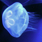 Aurelia aurita - Moon jellyfish