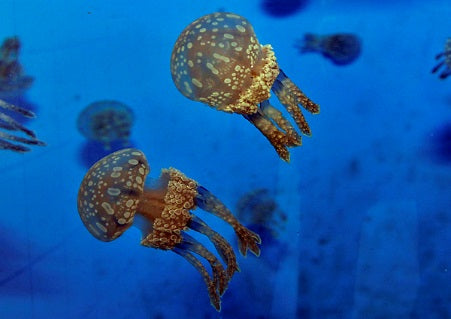 Mastigias papua - Spotted Jelly