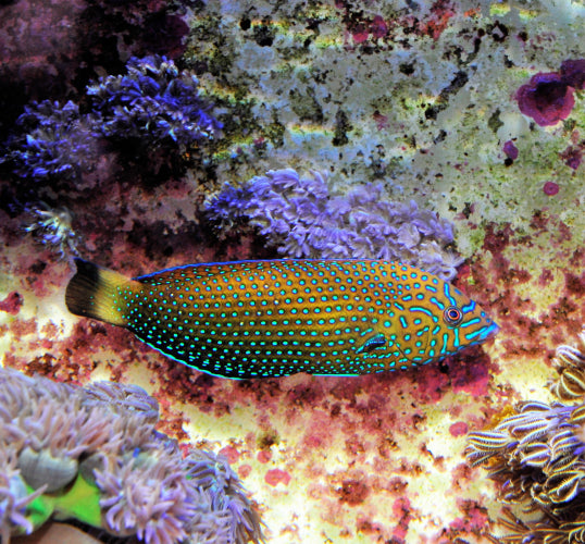 Anampses caeruleopunctatus - Blauwgestippelde Lipvis