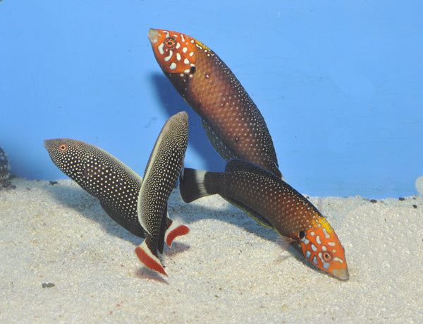 Anampses chrysocephalus - Roodstaart Lipvis