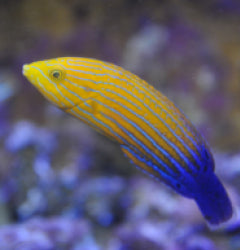 Anampses femininus - Blue-striped orange tamarin