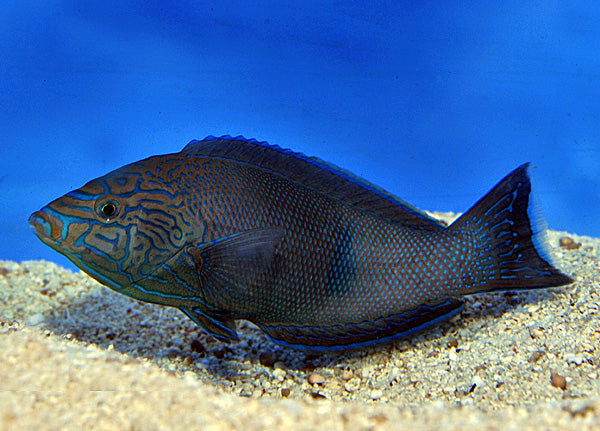 Anampses geographicus