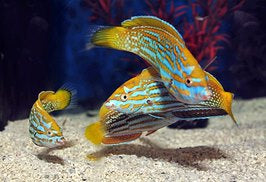 Anampses lennardi - Blauw-Gele Lipvis