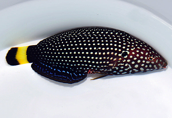 Anampses melanurus - Wit Gestippelde Lipvis