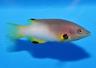 Bodianus axillarus - Axilspot Hogfish