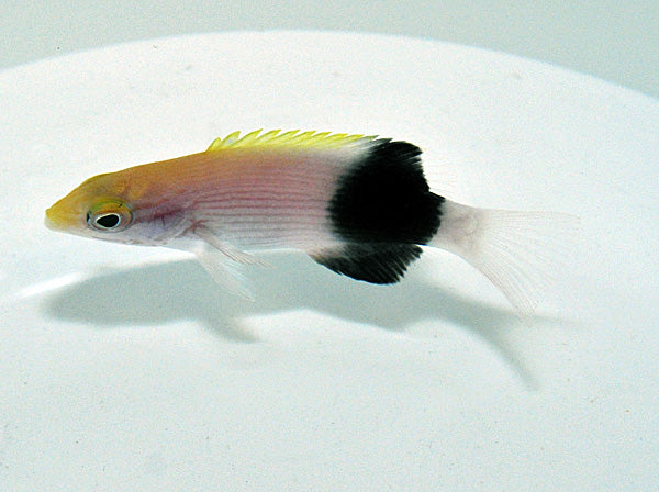 Bodianus bilunulatus - Tarry Hogfish