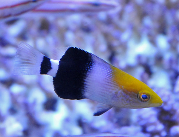 Bodianus macrourus (Mauritius) - Black-banded hogfish