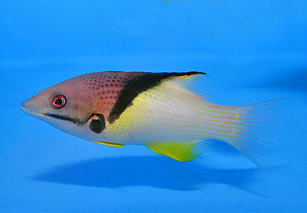 Bodianus mesothorax - Zwartband Zwijnslipvis