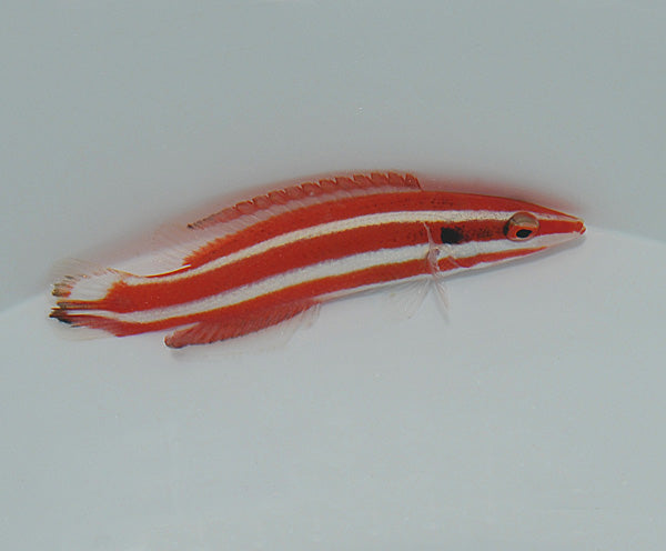 Bodianus opercularis (Mauritius) - 	Roodgestreepte zwijnslipvis