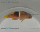 Bodianus perditio - Goldenspot Hogfish