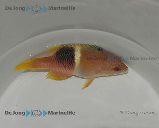 Bodianus perditio - Goldenspot Hogfish