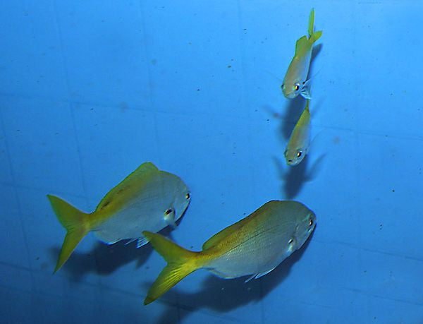 Caesio cuning - Roodbuik Geelstaart Fuselier