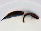 Cirrhilabrus cyanopleura - Blauwflank Lipvis