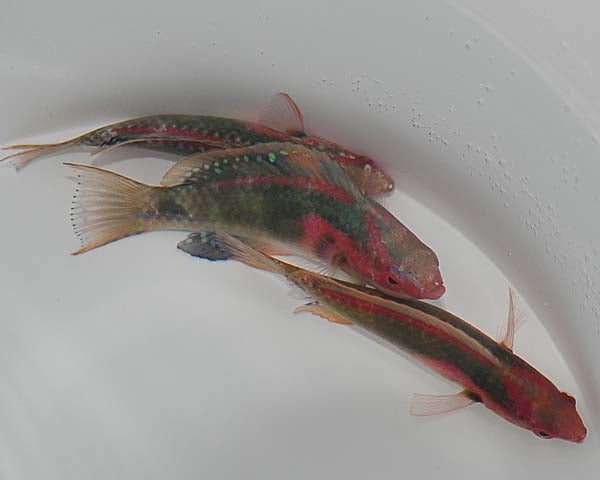 Cirrhilabrus exquisitus - Exquise Lipvis