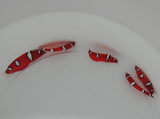 Coris gaimard - Roodstreep Lipvis