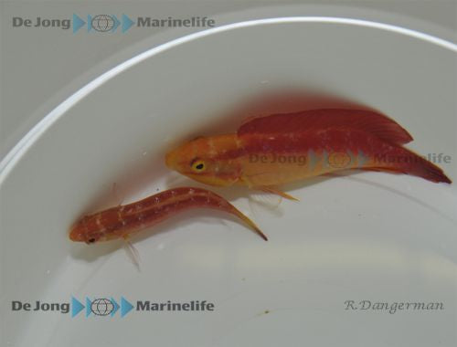 Cirrhilabrus jordani - Jordani Lipvis