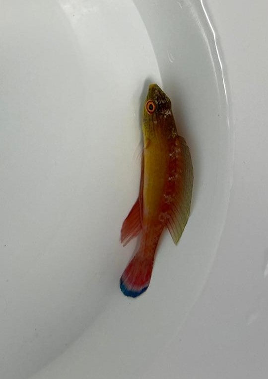 Cirrhilabrus pylei (Fiji)