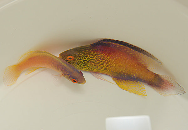 Cirrhilabrus rhomboidalis