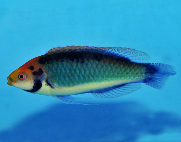 Cirrhilabrus solorensis (Bali)