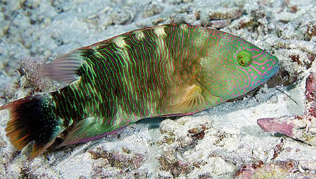Cheilinus trilobatus - Tripletail Wrasse