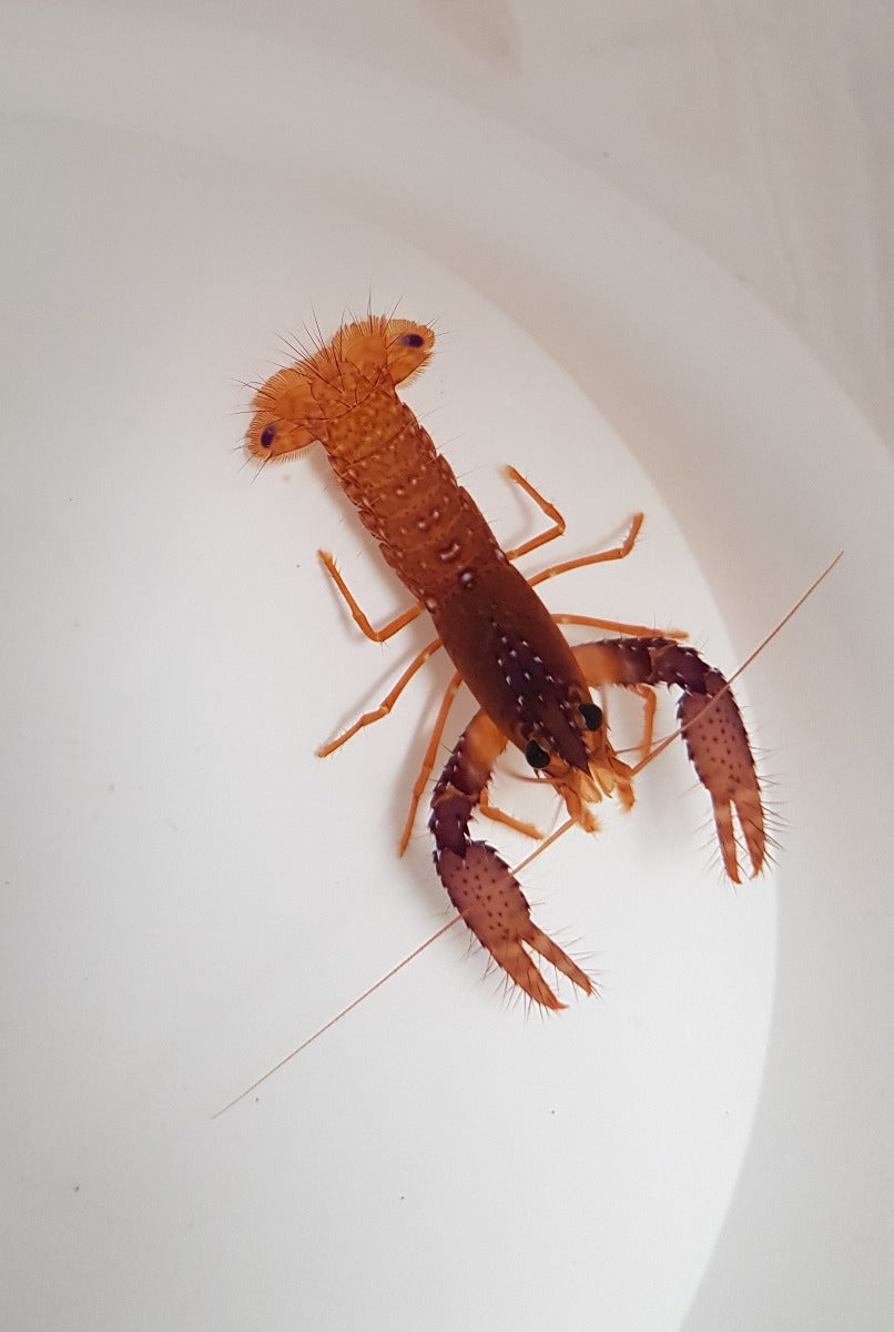 Enoplometopus daumi - Daum's reef lobster