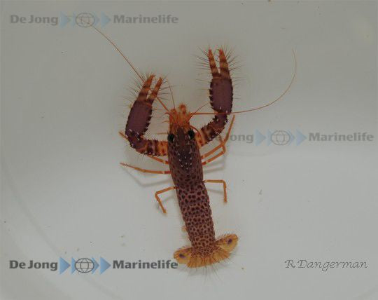 Enoplometopus debelius - Debelius reef lobster