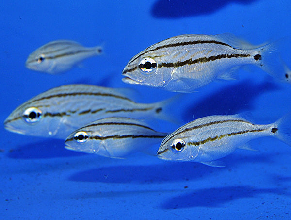 Haemulon flavolineatum - French Grunt