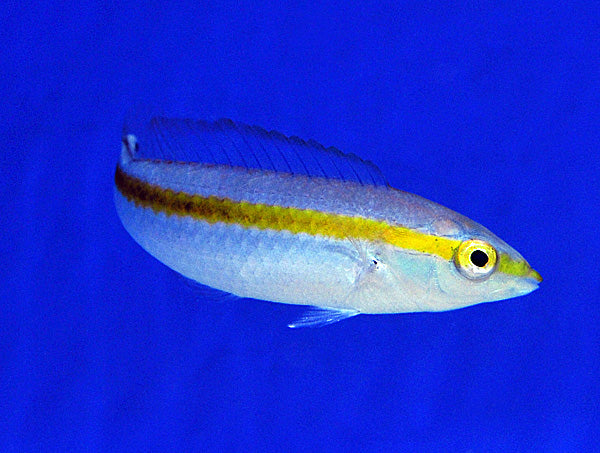 Halichoeres pelicieri (Mauritius)
