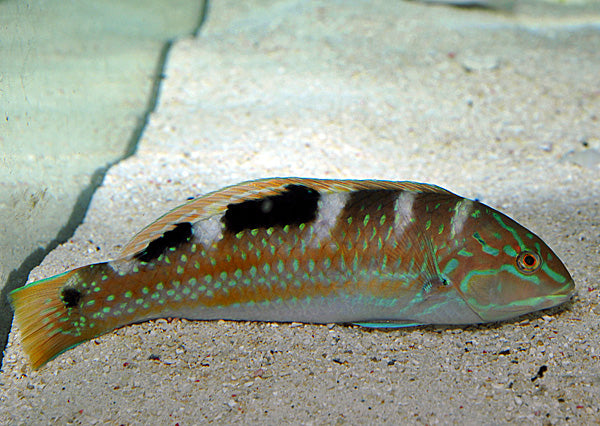 Halichoeres radiatus - Puddingwife Wrasse