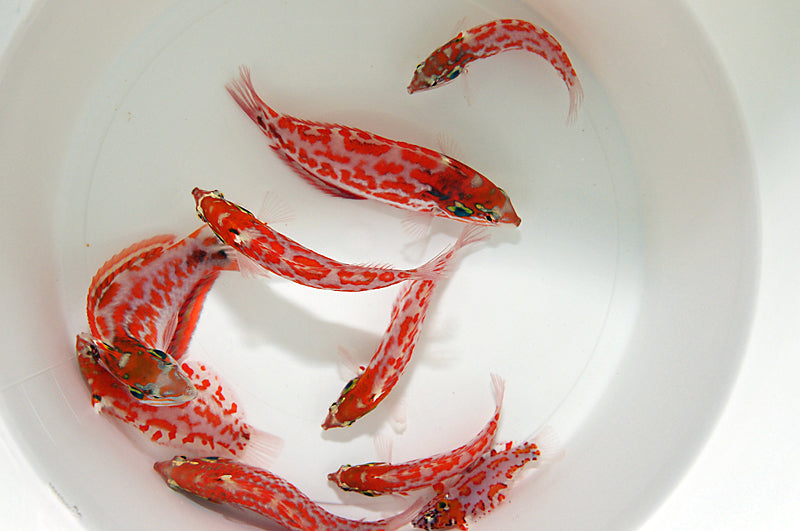 Macropharyngodon choati - Choat's Lipvis