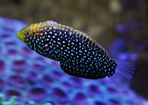 Macropharyngodon cyanoguttatus - Bluespotted Wrasse