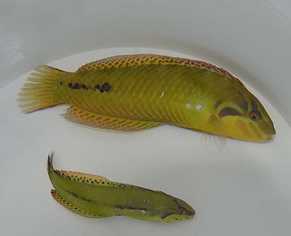 Novaculichthys macrolepidotus
