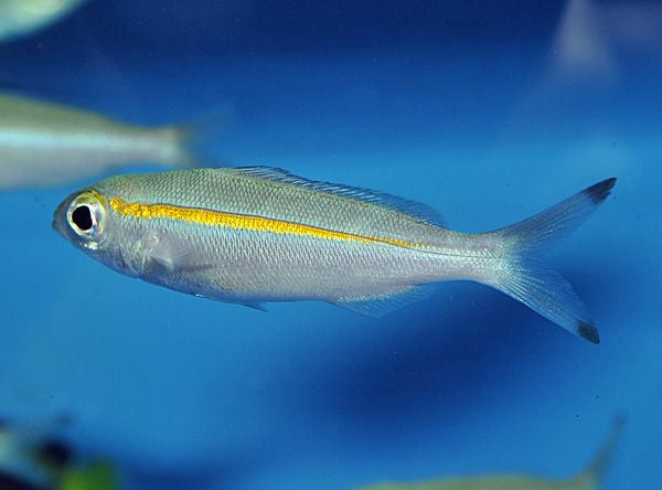 Pterocaesio chrysozona - Geelbandfuselier