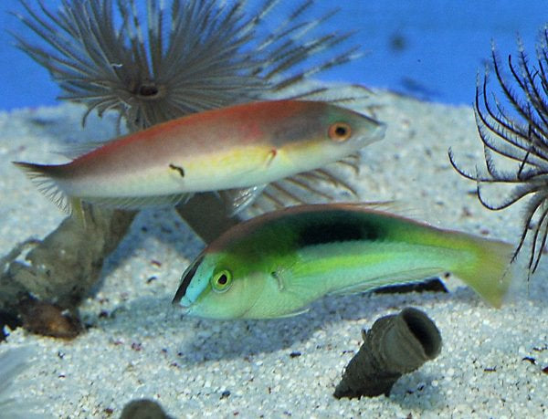 Pseudojuloides kaleidos - Kaleidos Wrasse