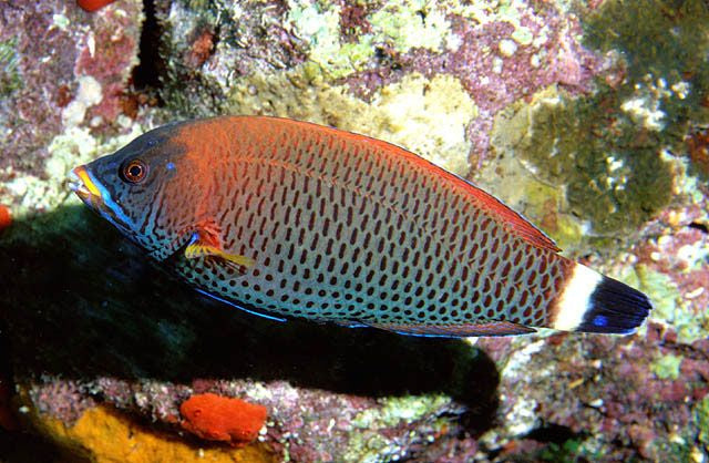 Pseudodax moluccanus - Chiseltooth Wrasse