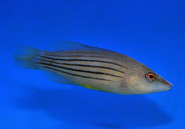 Paracheilinus octotaenia - Red Sea Eightline Flasher