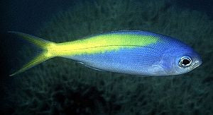 Paracaesio xanthura - Yellowtail Blue Snapper