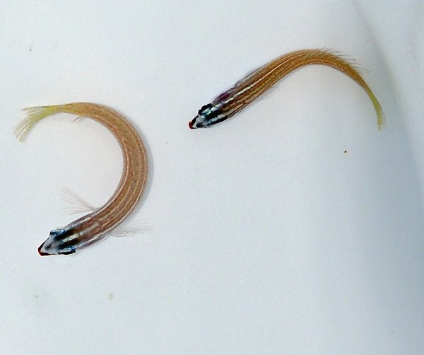 Pseudocoris yamashiroi - Rodevlek Lipvis