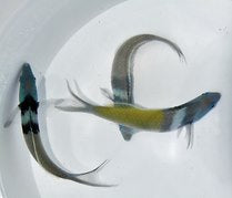 Thalassoma bifasciatum - Bluehead