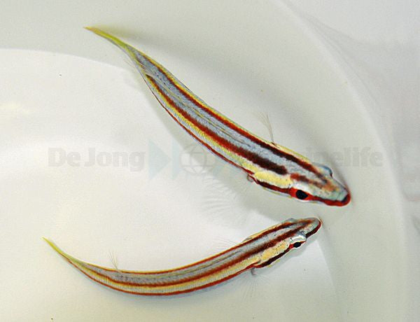 Terelabrus rubrovittatus - Zuurstok Lipvis