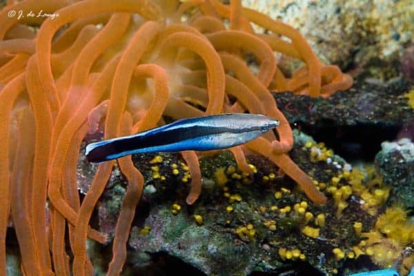 Labroides dimidiatus - Gewone Poetsvis