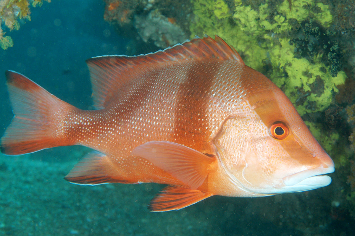 Lutjanus sebae - Keizersnapper