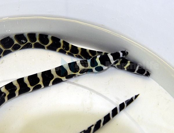 Gymnothorax favagineus - Grote netmurene