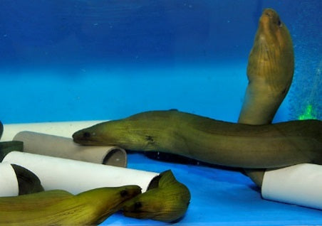 Gymnothorax funebris - Groene Murene