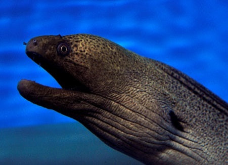 Gymnothorax javanicus - Reuzen Murene