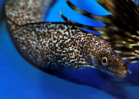 Gymnothorax moringa - Spotted Moray