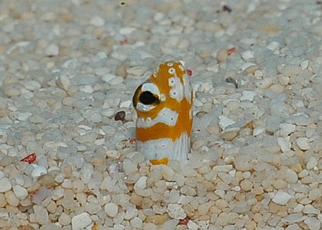 Gorgasia preclara - Splendid Garden Eel